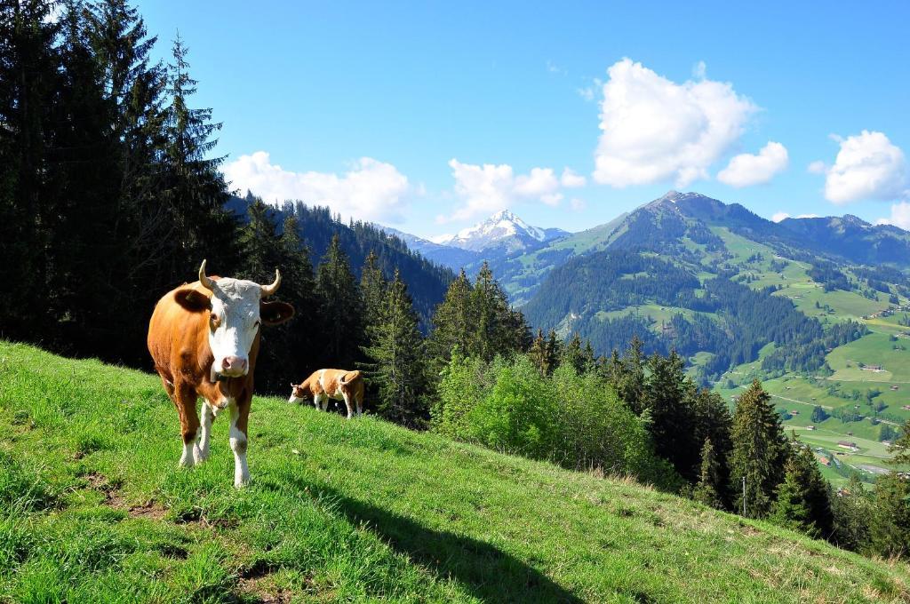 Sonnegg Hotel Zweisimmen Dış mekan fotoğraf